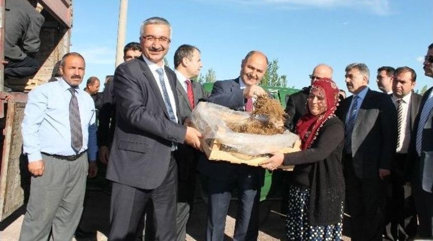Niğde&rsquo;de &Ccedil;ilek Dikimi Başladı