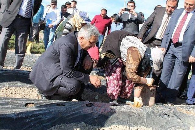 Niğde’de Çilek Dikimi Başladı