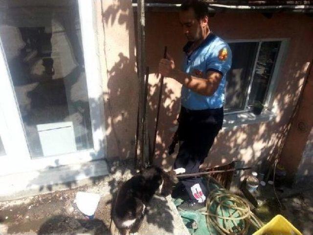 Bacağına Demir Saplanan Kedi Kurtarıldı