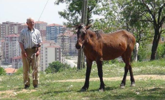 Edirne’De 5 Bin Lira Maaş Ile Çalışan Çoban Ilk Atını Yakaladı