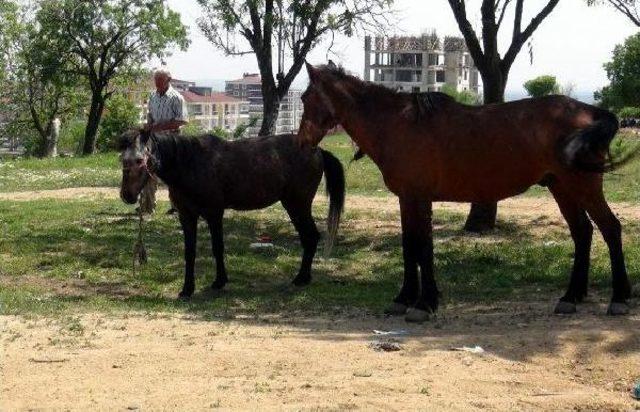 Edirne’De 5 Bin Lira Maaş Ile Çalışan Çoban Ilk Atını Yakaladı