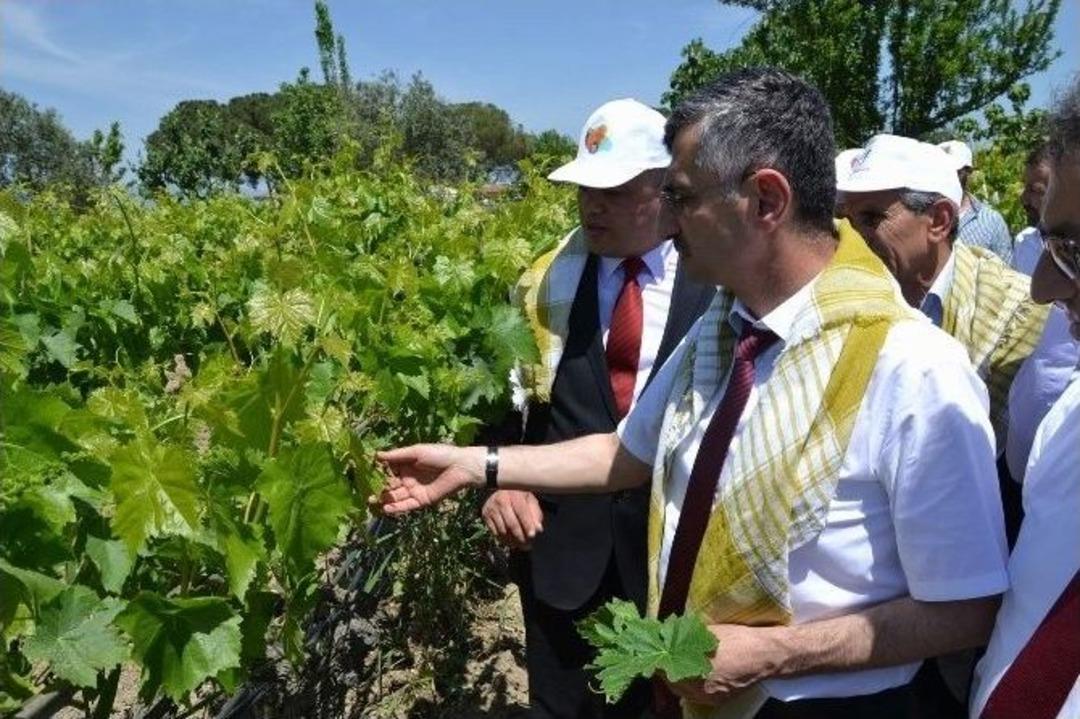 Manisa&rsquo;da Yaprak Toplama Şenliği