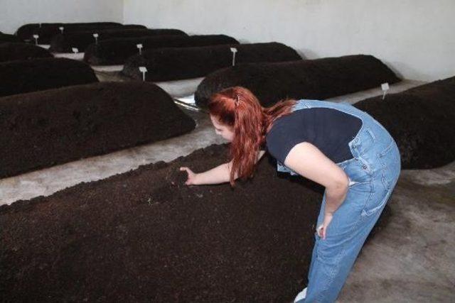 Kadın Girişimcinin, Solucan Iş&ccedil;ileri 3