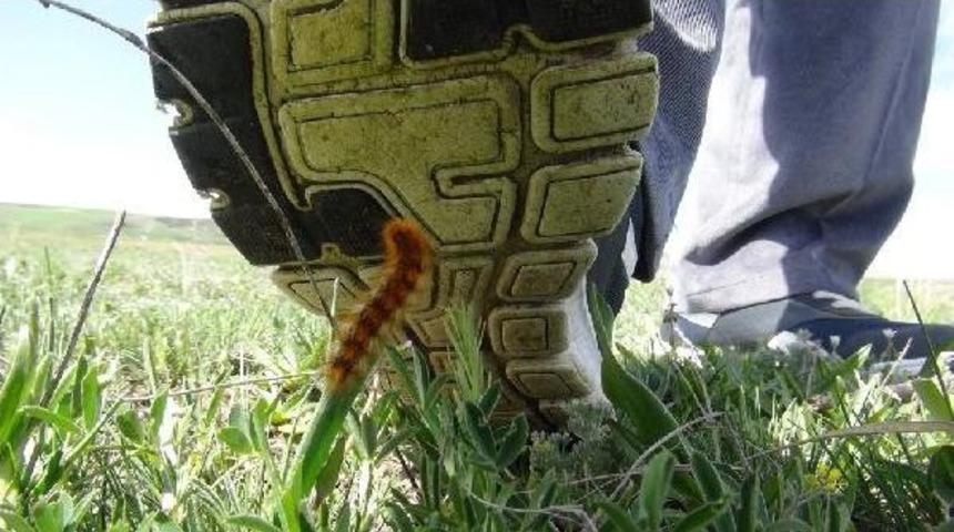 Ermenistan Sınırında Şeker Pancarı Zararlısı Tırtılları Ezdiler