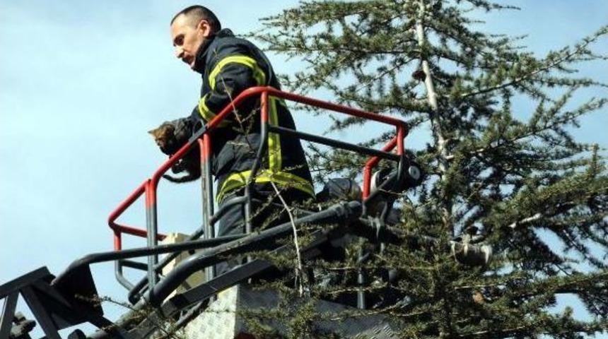 Ağa&ccedil;ta Mahsur Kalan 2 Yavru Kediyi Itfaiye Kurtardı