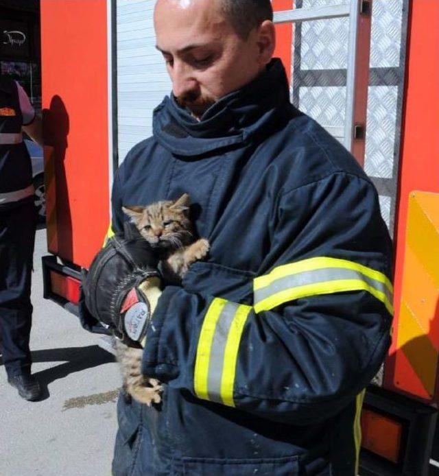 Ağa&ccedil;ta Mahsur Kalan 2 Yavru Kediyi Itfaiye Kurtardı 1