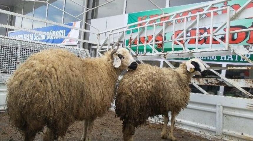 Chp Kastamonu Milletvekili Adayı Okula 2 Kurban Bağışladı