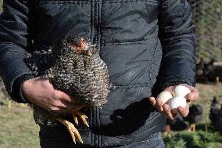 Suşehri’nde Organik Köy Yumurtası Çiftliği Kuruldu G1