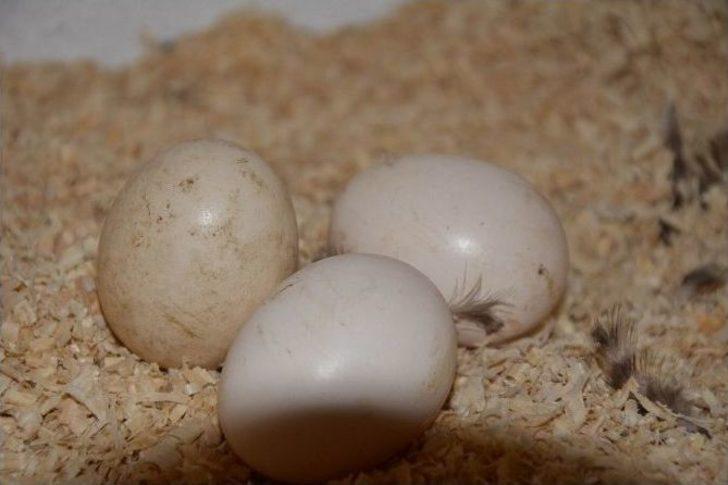 Suşehri’nde Organik Köy Yumurtası Çiftliği Kuruldu G2