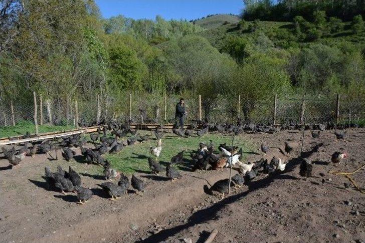 Suşehri’nde Organik Köy Yumurtası Çiftliği Kuruldu G3