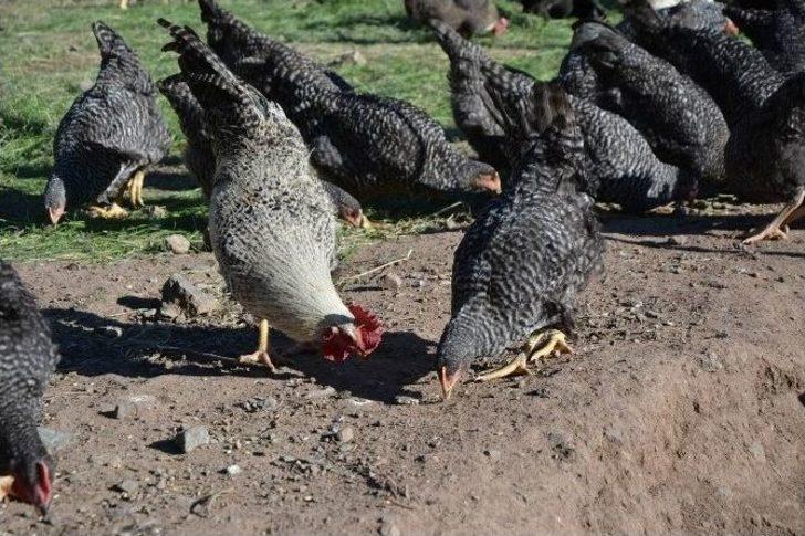 Suşehri’nde Organik Köy Yumurtası Çiftliği Kuruldu G4