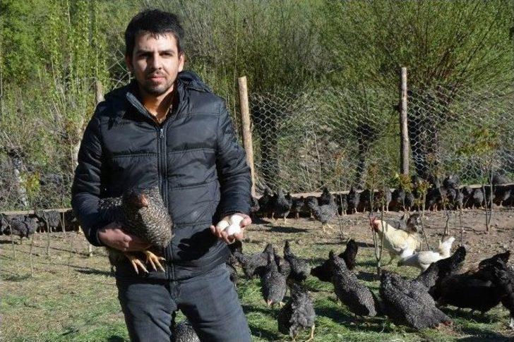 Suşehri’nde Organik Köy Yumurtası Çiftliği Kuruldu G5