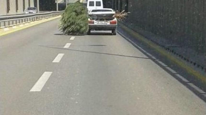 Otomobili Bagajında Taşınan &Ccedil;am Ağacı Şaşırttı