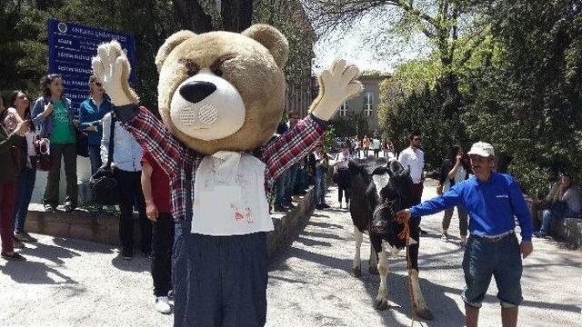 İnek Bayramı’nda İnek Kriz Çıkardı