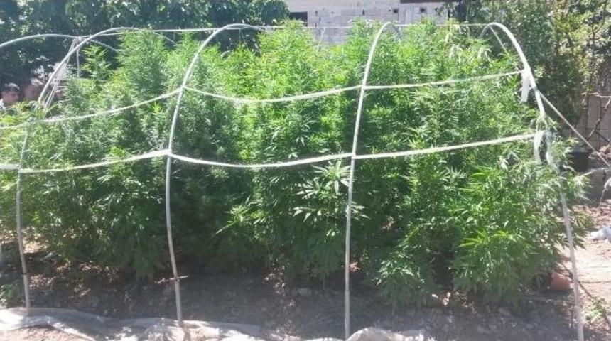 Seradan 350 K&ouml;k Hint Keneviri &Ccedil;ıktı