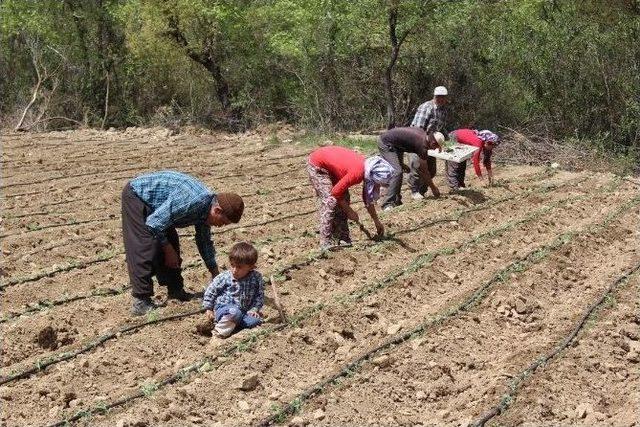 Kekik Fideleri Toprakla Buluştu