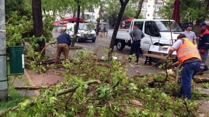 Yalova Belediyesi Kırılan Ağa&ccedil; Dallarını Temizledi
