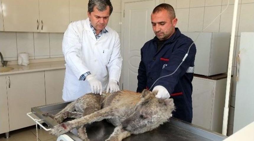 Hasta K&ouml;peğe Yenimahalle Belediyesi&rsquo;nden Yardım Eli