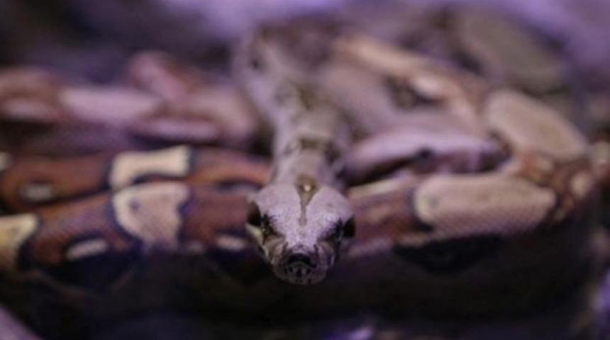 Gila canavarı Türkiye'de görüldü!