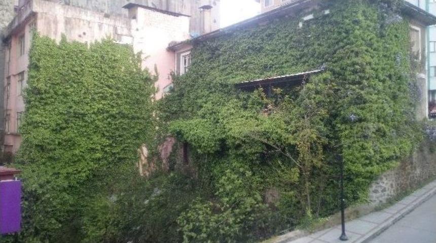 Sarmaşıklar Arasında Kayboldu