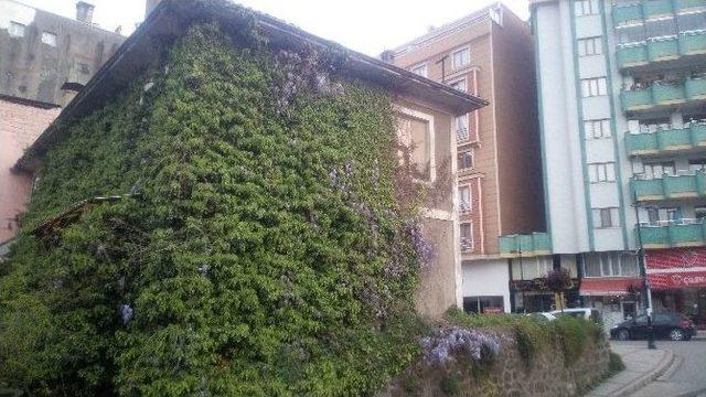 Sarmaşıklar Arasında Kayboldu 1