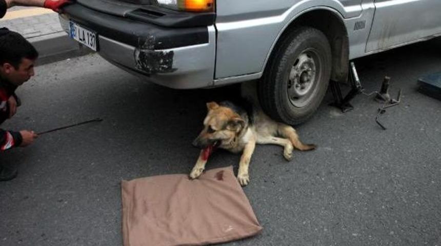 Minib&uuml;s&uuml;n Altında Sıkışan K&ouml;peği Itfaiye Kurtardı