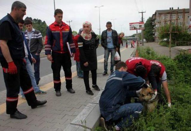 Minibüsün Altında Sıkışan Köpeği Itfaiye Kurtardı