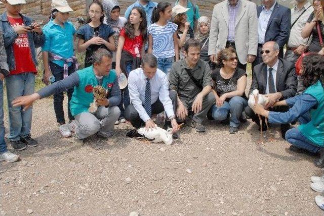 Göçmen Kuşlar Doğaya Salındı