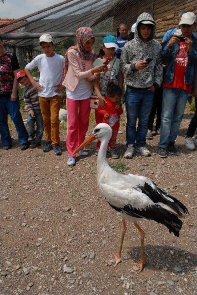 Göçmen Kuşlar Doğaya Salındı