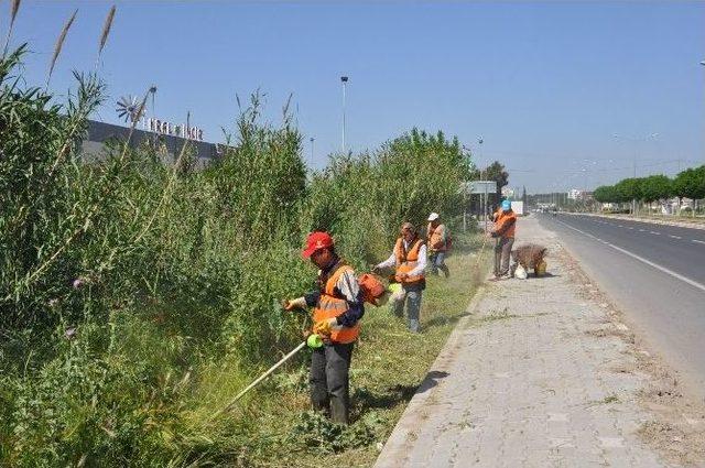 Nazilli’de Cadde Ve Bulvarlardaki Yabani Otlar Temizleniyor