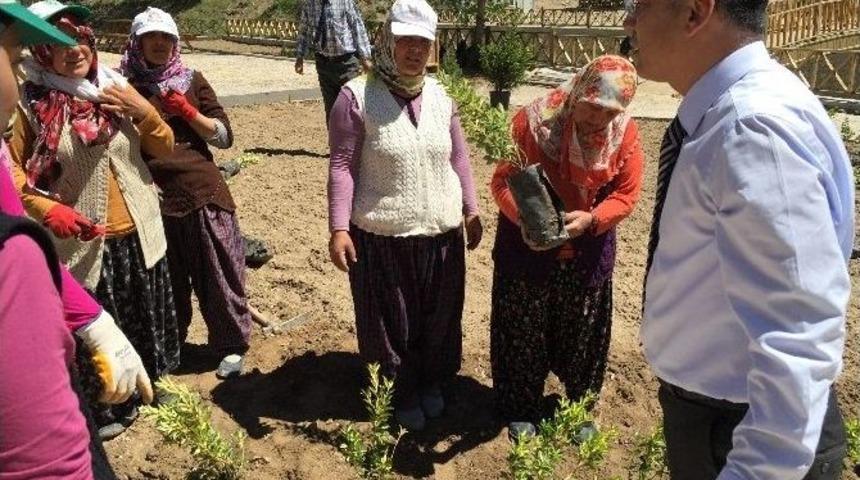 Harmankaya Kanyonu Tabiat Parkı&rsquo;nda Fidan Dikimi Yapıldı