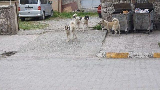 Kağızman’da Sokak Köpekleri Korku Salıyor