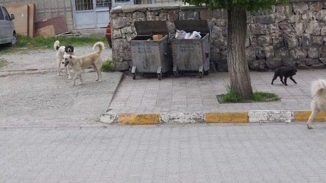 Kağızman’da Sokak Köpekleri Korku Salıyor