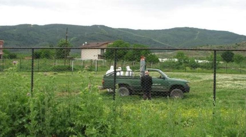 G&uuml;rsu'da Telef Olan Tavuklara Kuş Gribi &Ouml;nlemi