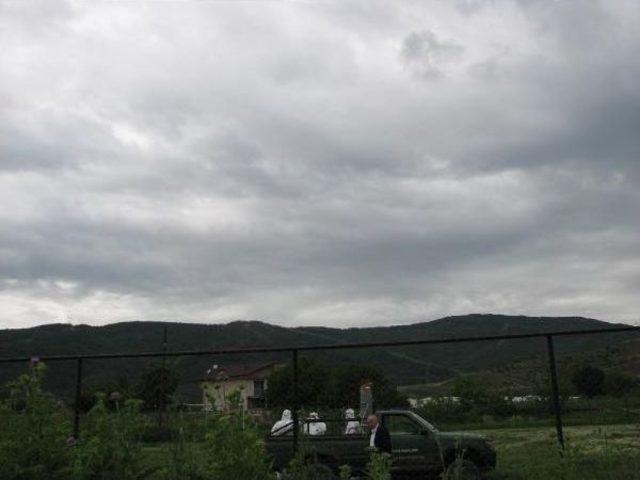 G&uuml;rsu da Telef Olan Tavuklara Kuş Gribi &Ouml;nlemi 1