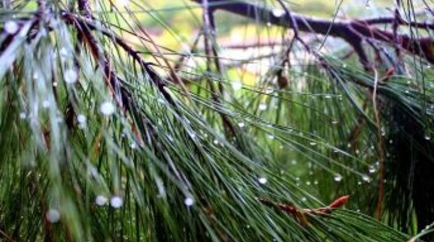 Nisan Yağmuru Sa&ccedil; Ve Cilt Sağlığını Koruyor