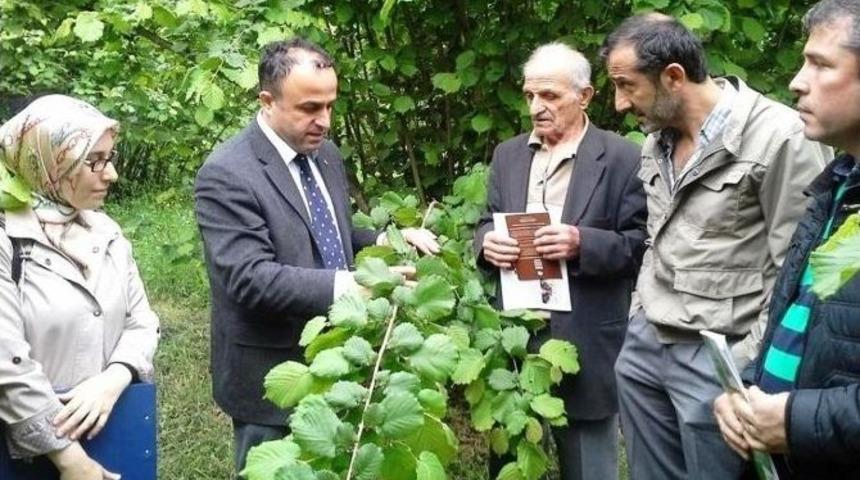 Fatsa&rsquo;da Fındık Hastalık Ve Zararlıları Bilgilendirme Toplantısı