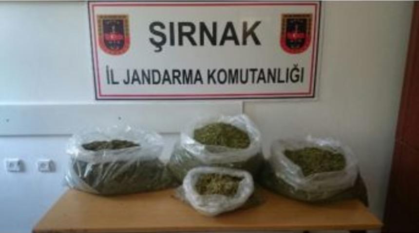 Şırnak&rsquo;ta 13 Kilogram Esrar Ele Ge&ccedil;irildi
