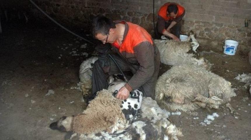 (&ouml;zel Haber) Tek Koluyla Bir Koyunu 135 Saniyede Kırkıyor