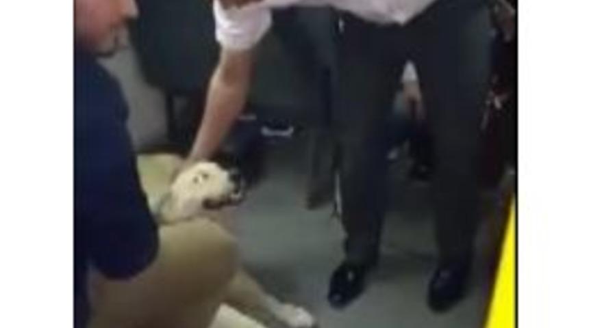 Sokak K&ouml;peğinin Halk Otob&uuml;s&uuml;nde Yolculuğu