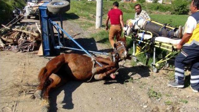 Devrilen At Arabasının Altında Kaldı, Parmağı Koptu 3