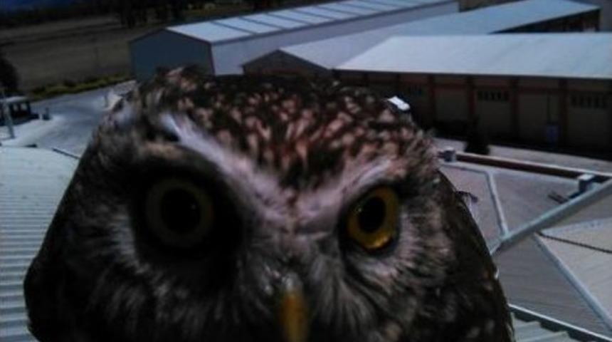 &Ccedil;atıdan Davetsiz Misafir &Ccedil;ıktı