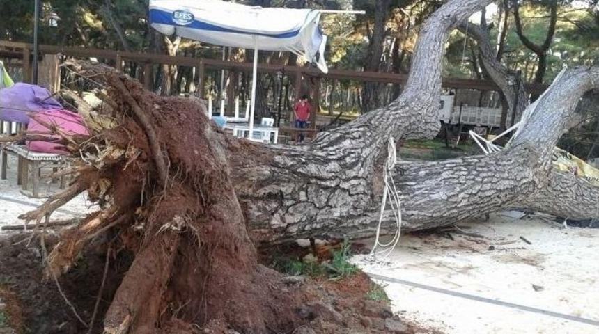 70 Yıllık &Ccedil;am Ağacı Devrildi