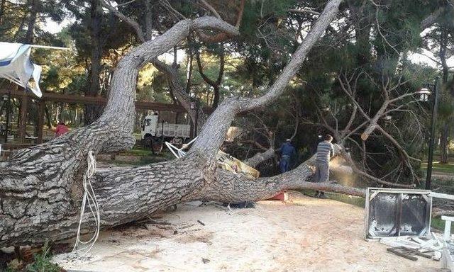 70 Yıllık Çam Ağacı Devrildi 1