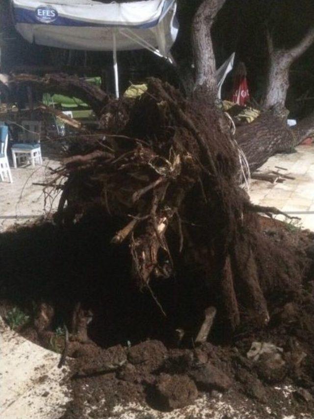 70 Yıllık Çam Ağacı Devrildi 3