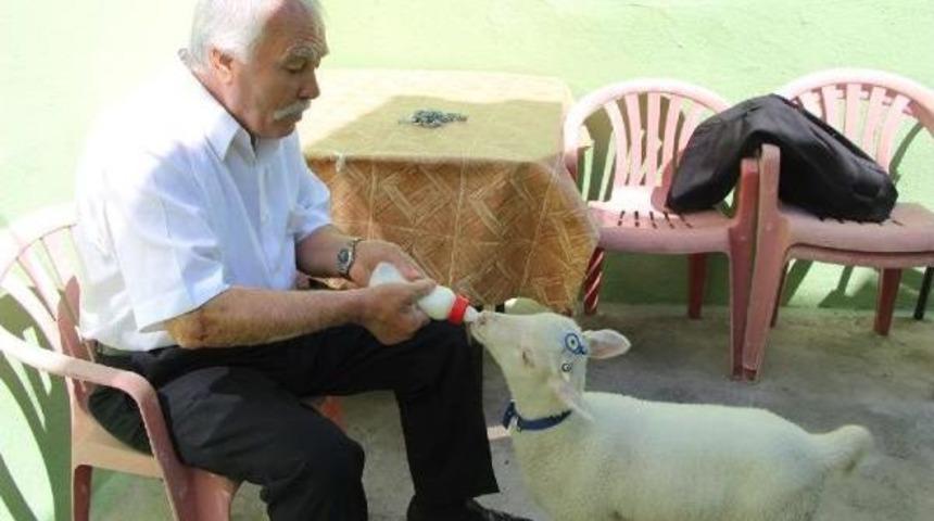 Biberonla Beslediği Kuzu Yanından Ayrılmıyor