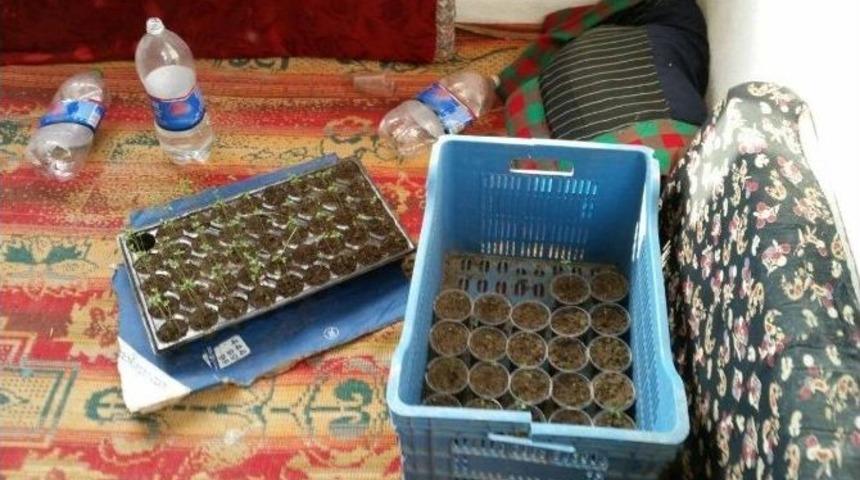 Evini Kenevir Serasına &Ccedil;evirdi