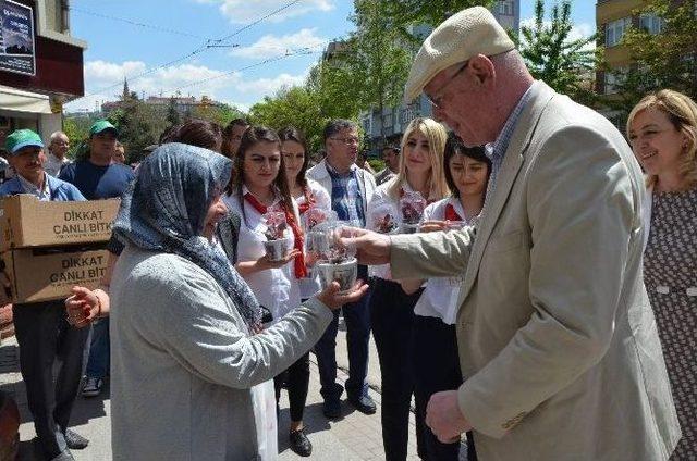 Başkan Kurt, Annelere Begonya Dağıttı 2