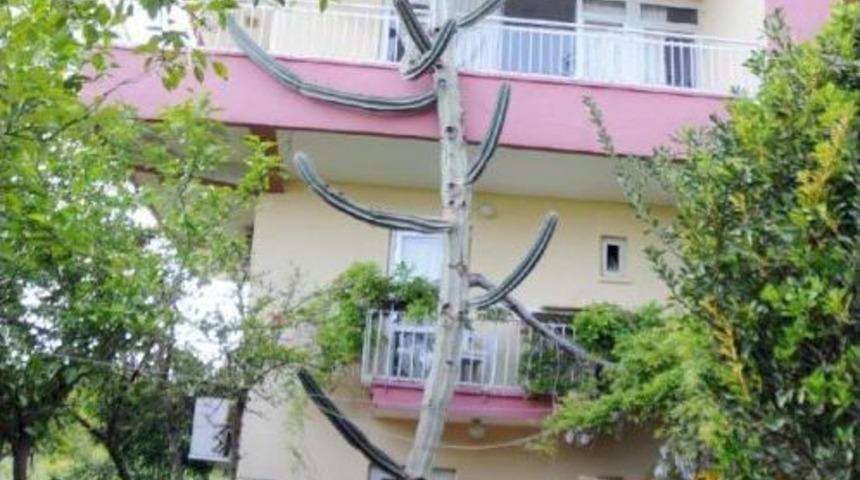 13.7 Metrelik Kakt&uuml;s