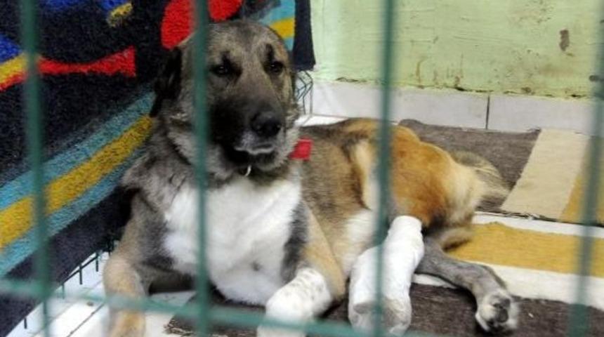 Bacağı Sakat K&ouml;pek Ameliyat Edildi
